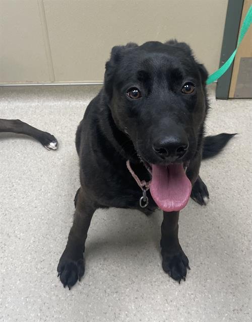 STAR - German Shepherd Dog / Labrador Retriever available for adoption