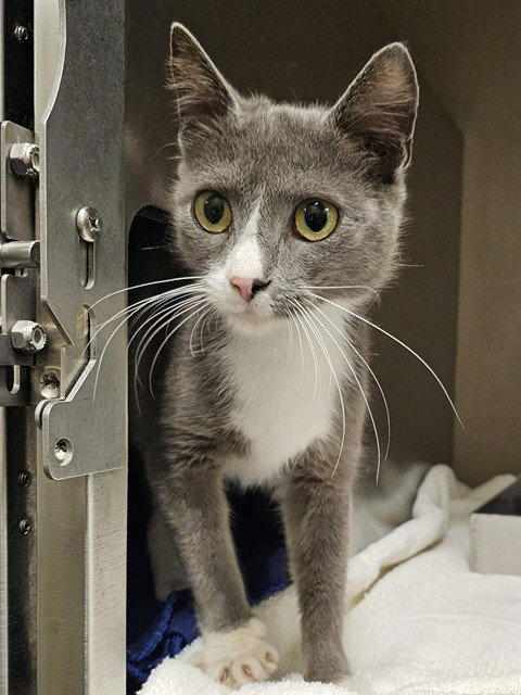 LILABET - Domestic Short Hair available for adoption