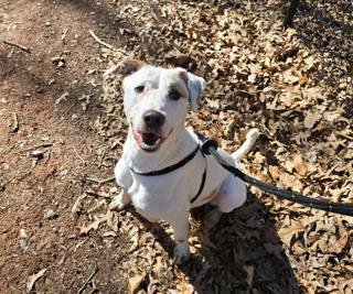 CHILLY - American Bulldog available for adoption