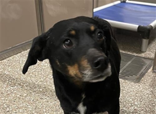 AUGUSTA - Dachshund available for adoption