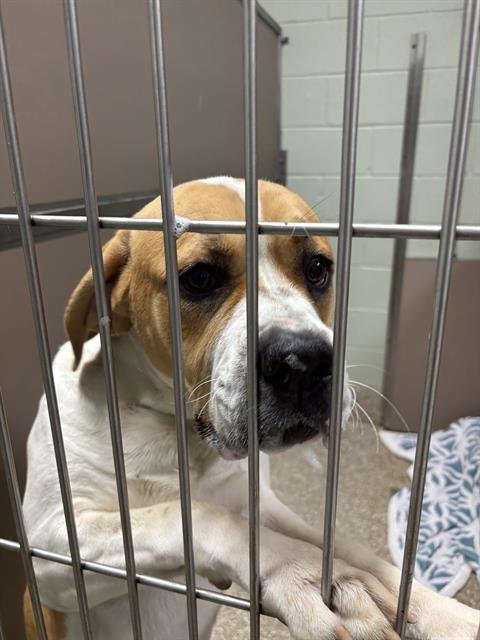 DIESEL - English Coonhound / American Bulldog available for adoption