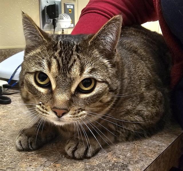 BLONDIE - Domestic Short Hair available for adoption