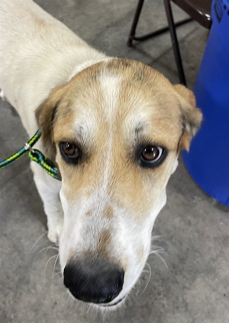 LEONARD - English Coonhound available for adoption