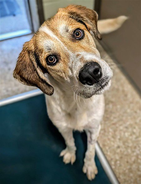 LEONARD - English Coonhound available for adoption