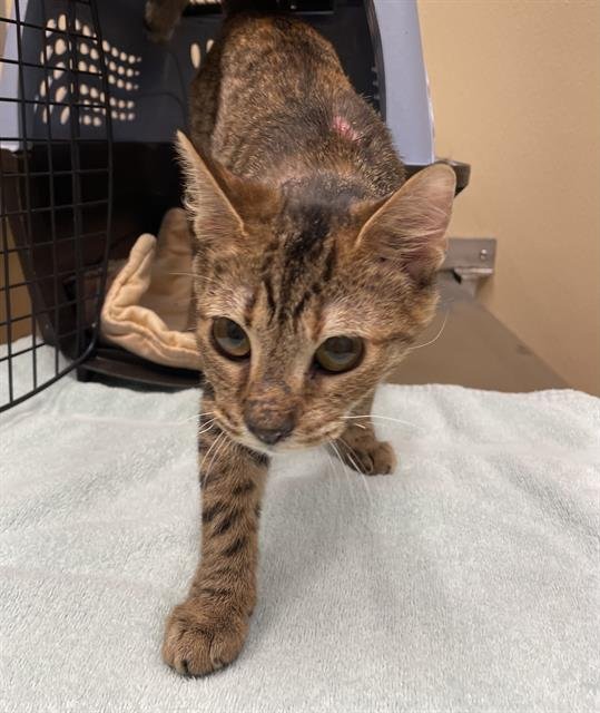 SQUIRREL - Domestic Short Hair available for adoption