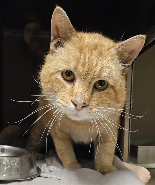 DORITO - Domestic Short Hair available for adoption