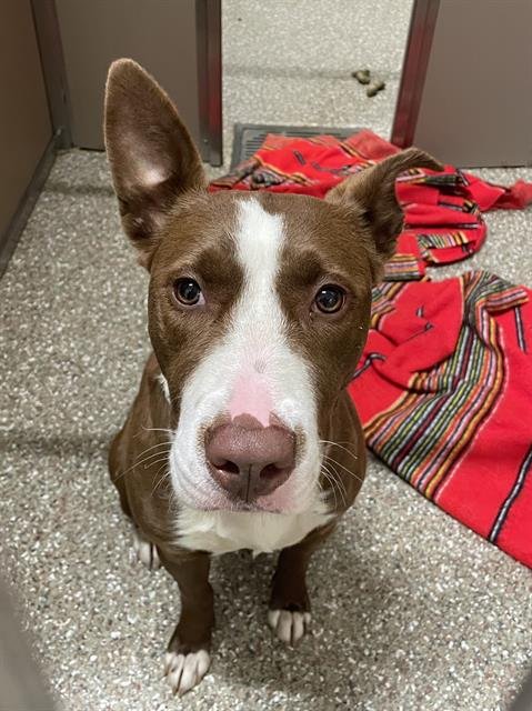 DAISY - Pit Bull Terrier / Siberian Husky available for adoption