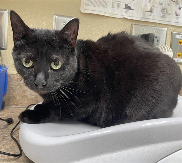 TWIRL - Domestic Short Hair available for adoption