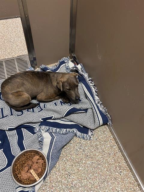 EVA - American Pit Bull Terrier available for adoption