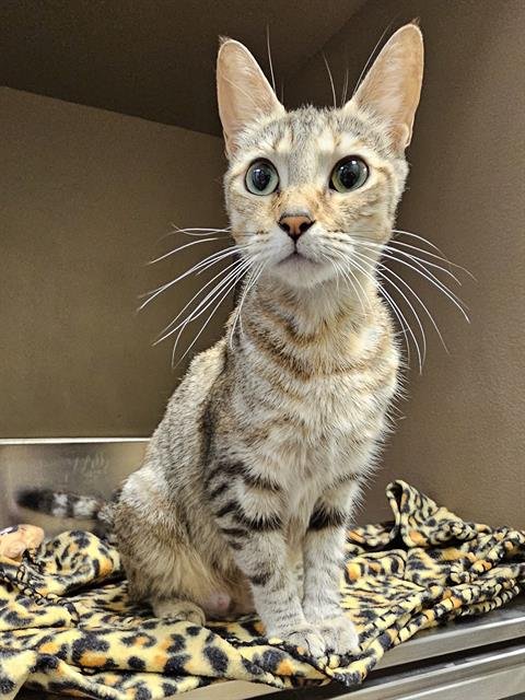 KANGA - Domestic Short Hair available for adoption