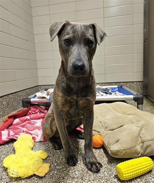 EVA - American Pit Bull Terrier available for adoption