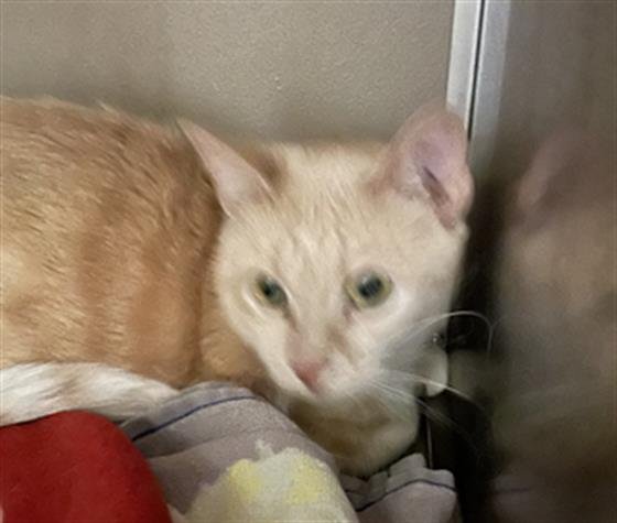 BETTY JO - Domestic Short Hair available for adoption