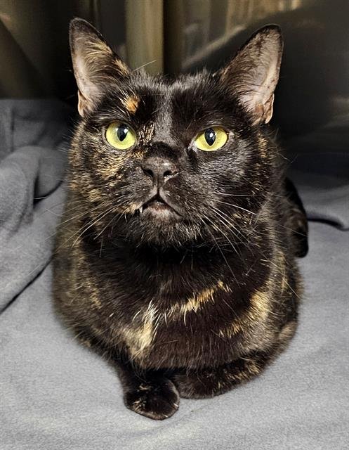 CLOVER SAFFRON - Domestic Short Hair available for adoption