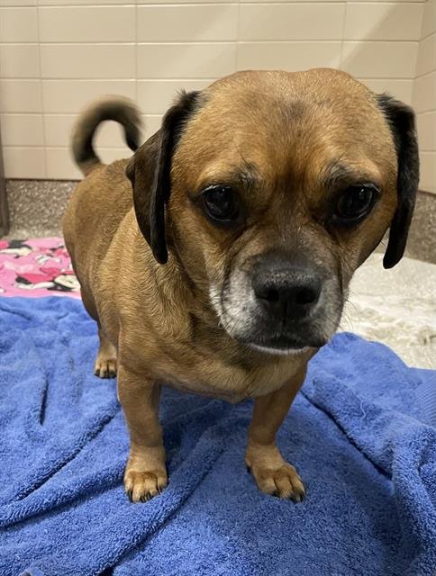 JORGE - Pug / Beagle available for adoption