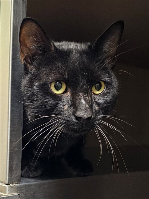 MIDNIGHT SUN - Domestic Short Hair available for adoption
