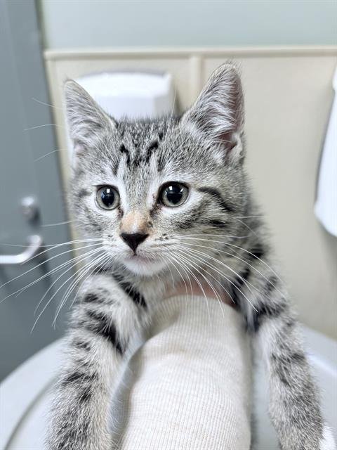 SONJA - Domestic Short Hair available for adoption