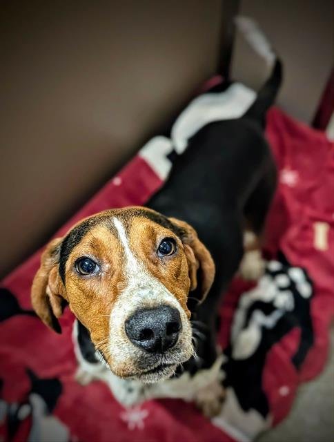 JUKE - Treeing Walker Coonhound available for adoption