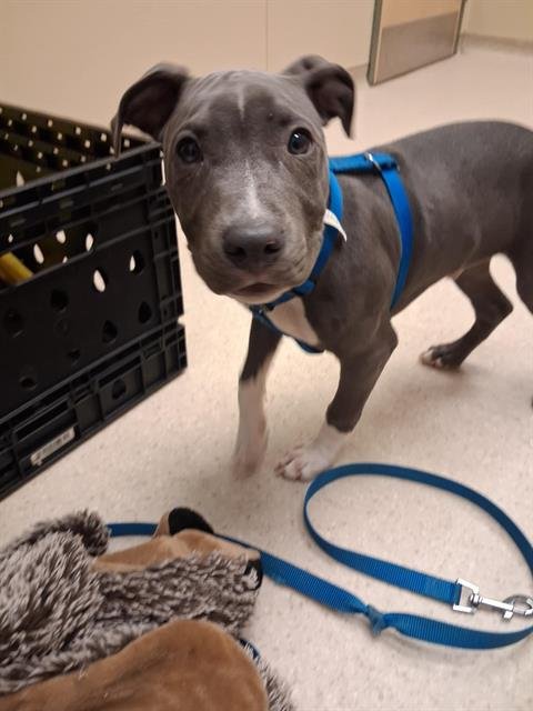 BLUE - Staffordshire Bull Terrier available for adoption
