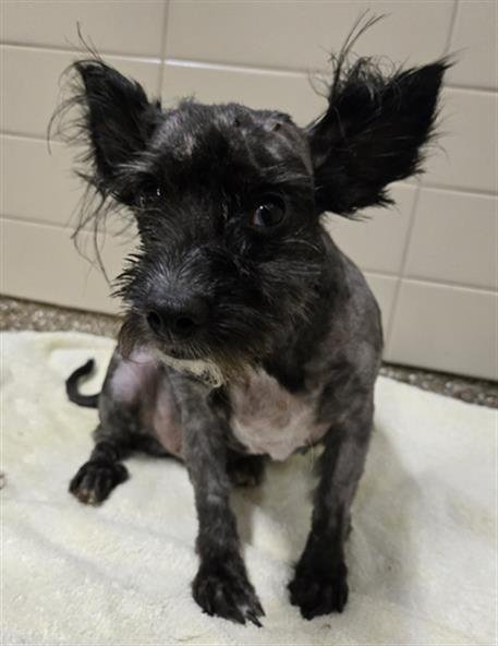 BUBBS - Skye Terrier available for adoption