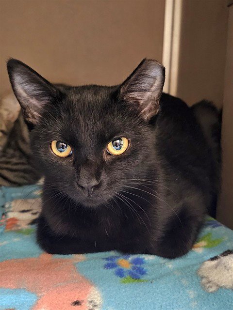 EBONY - Domestic Short Hair available for adoption