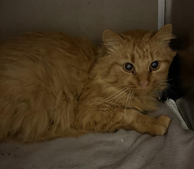 AMBER - Domestic Long Hair available for adoption