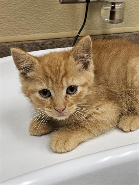 WASABI - Domestic Short Hair available for adoption