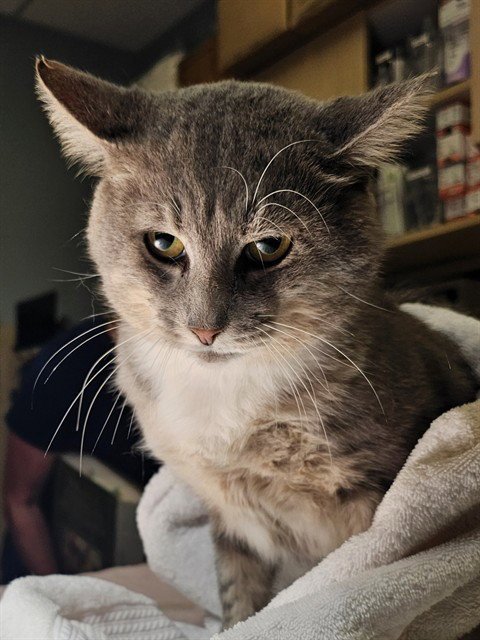TEX - Domestic Short Hair available for adoption