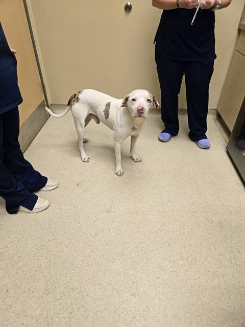 RUBIX - American Bulldog / Catahoula Leopard Dog available for adoption