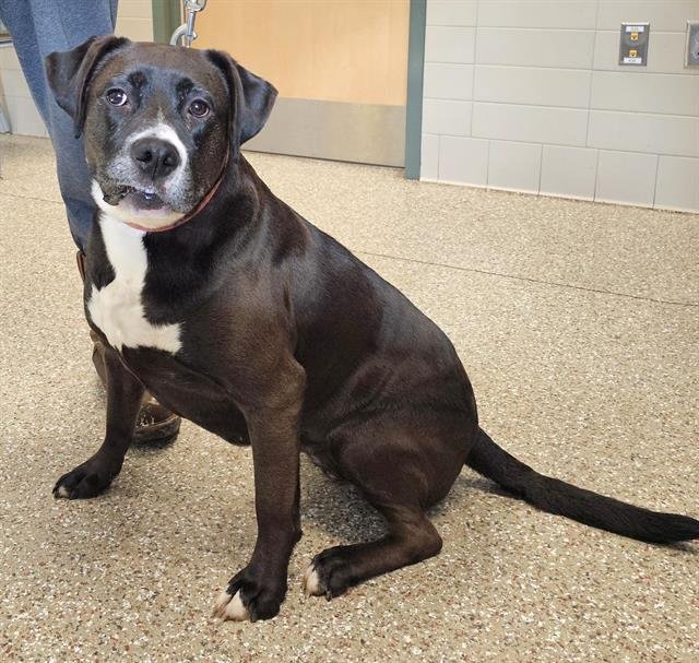 KEENA - Boxer / Labrador Retriever available for adoption