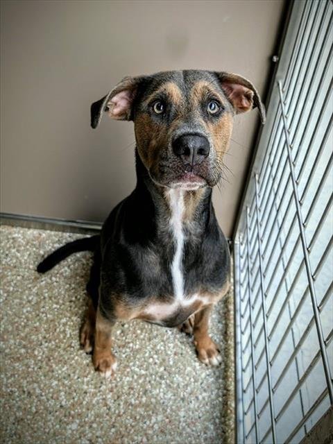 RANGER - Labrador Retriever / German Shepherd Dog available for adoption