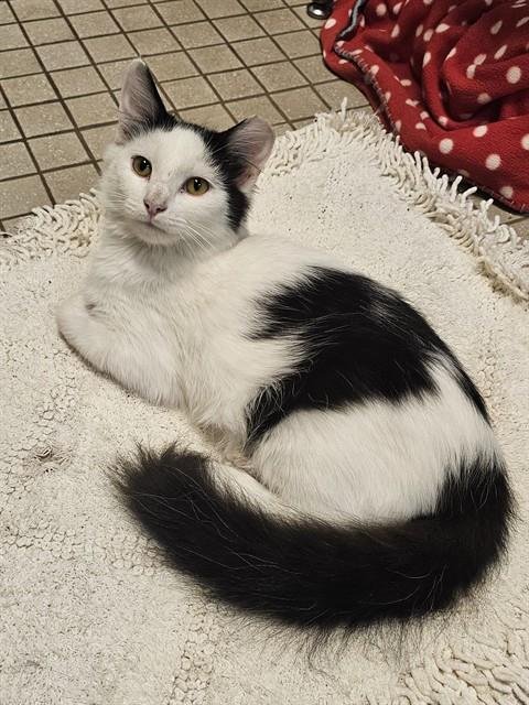 PERRY - Domestic Long Hair available for adoption