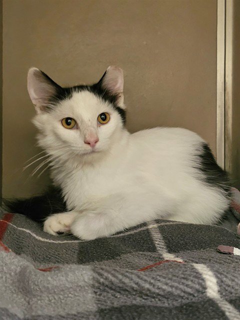 PERRY - Domestic Long Hair available for adoption