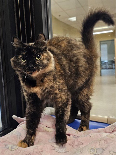 LITTLE BEAR - Domestic Short Hair available for adoption