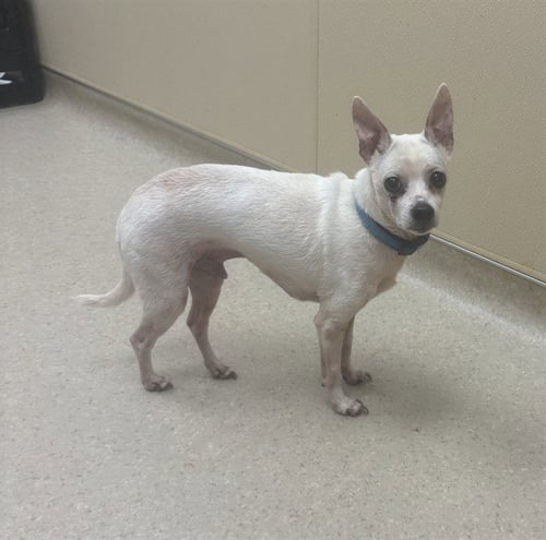 GUY - Chihuahua available for adoption