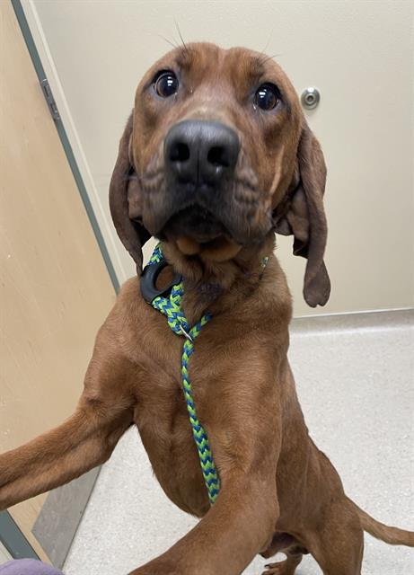 MOSES - Redbone Coonhound available for adoption