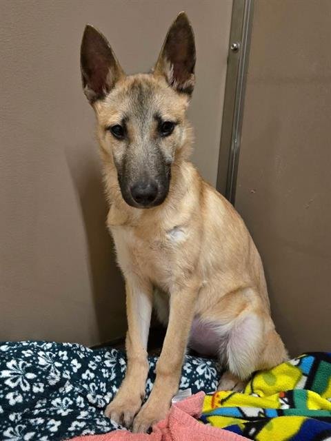 FLORENCE - Anatolian Shepherd available for adoption