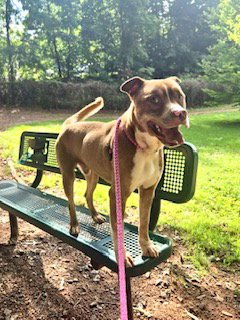 MILTON - American Bulldog available for adoption