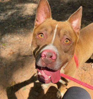 MILTON - American Bulldog available for adoption