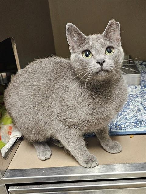 AZALEA - Domestic Short Hair available for adoption