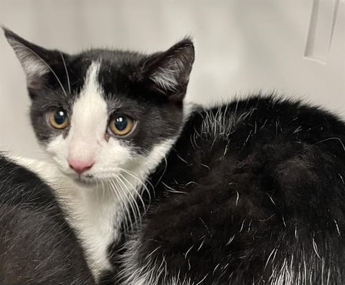 RUSTIN - Domestic Short Hair available for adoption
