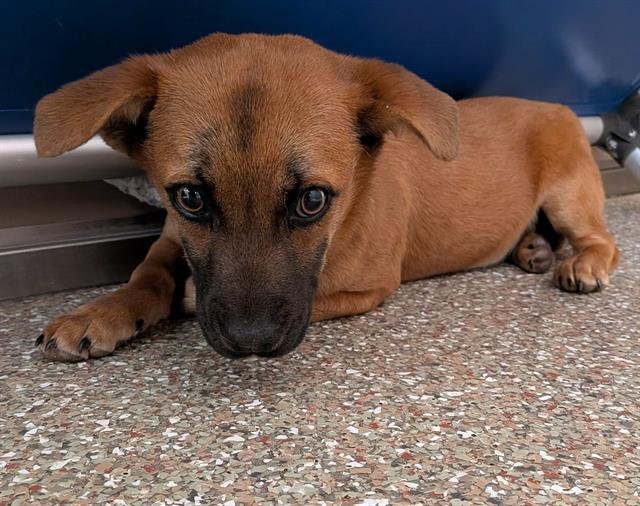 FIONA - Dachshund / Chihuahua available for adoption