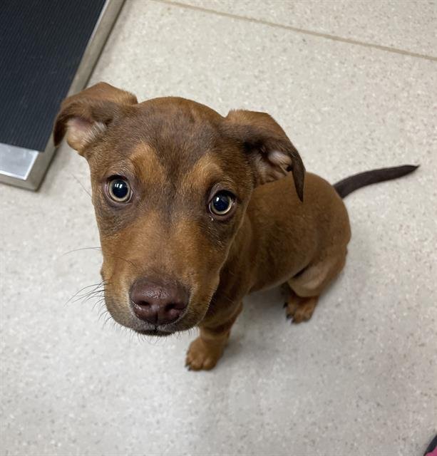 BJ - Catahoula Leopard Dog / Pit Bull Terrier available for adoption