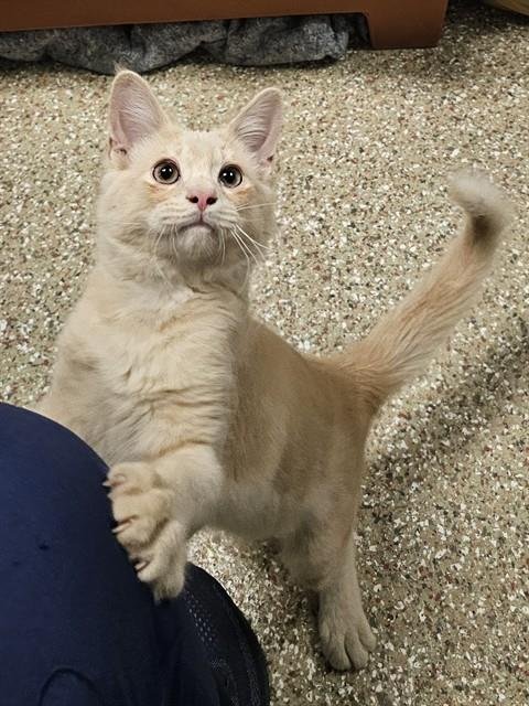 ARMANI - Domestic Medium Hair available for adoption
