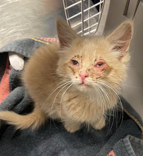 ARMANI - Domestic Medium Hair available for adoption