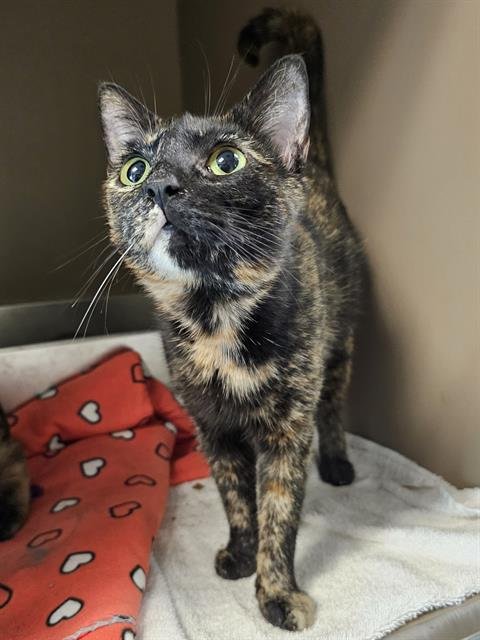 DARLIN - Domestic Short Hair for adoption in Asheville