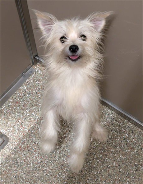 MORDECAI - Maltese available for adoption
