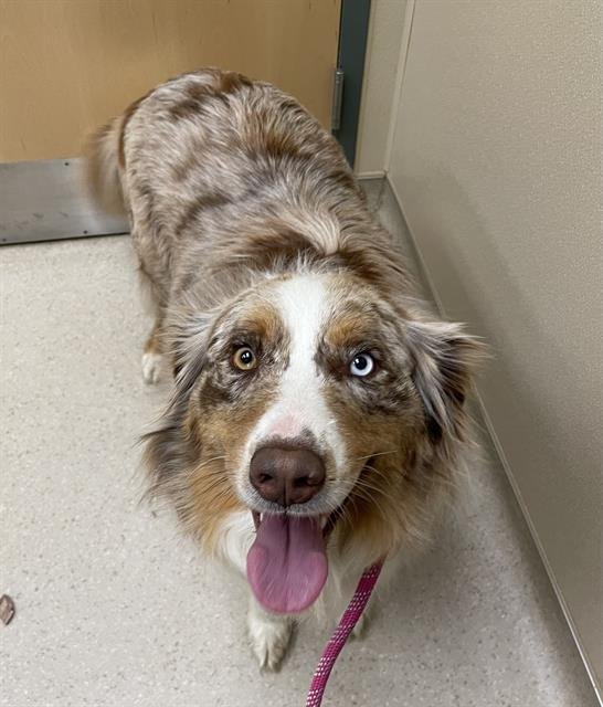 LAWSON - Australian Shepherd available for adoption