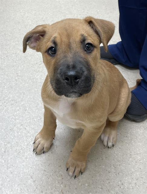 CHELLO - Black Mouth Cur / Mastiff available for adoption