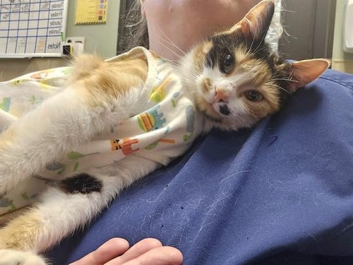 MADULA - Domestic Short Hair available for adoption