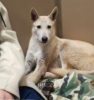 DOS - Anatolian Shepherd available for adoption